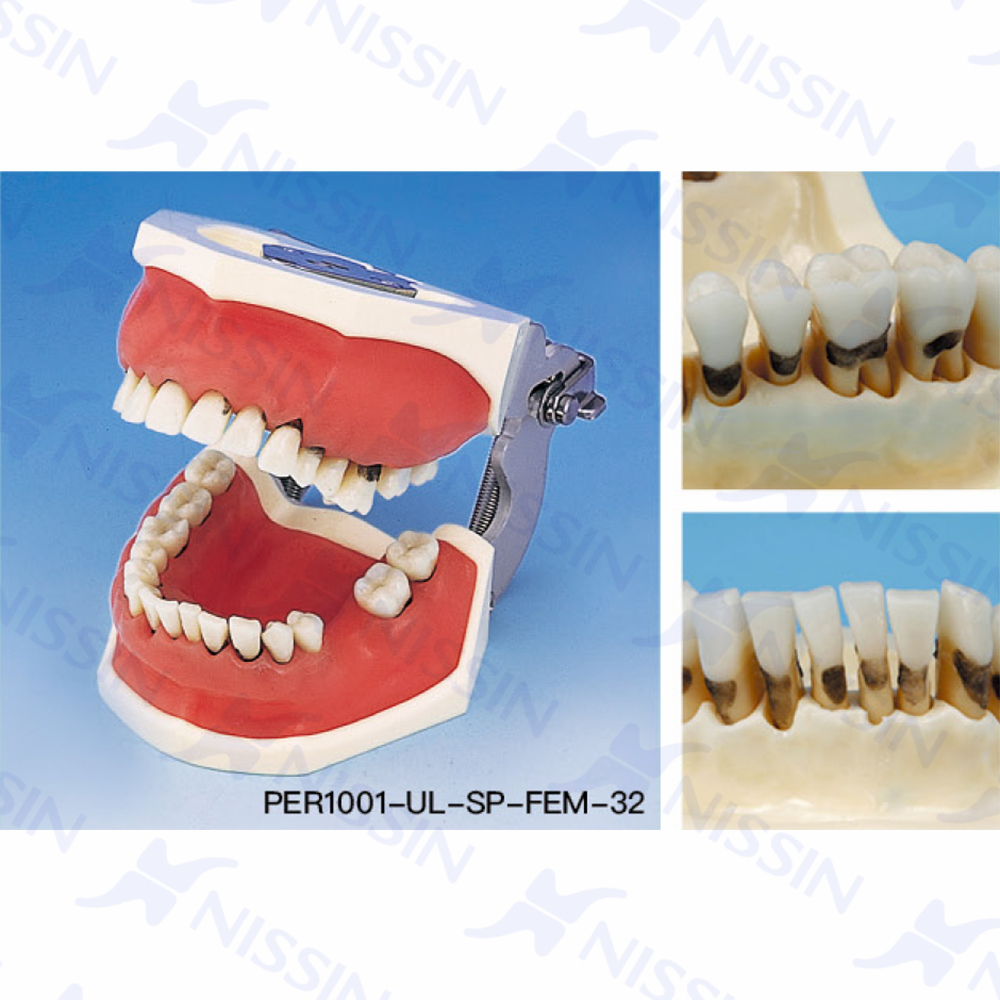 牙周外科實習(xí)模型