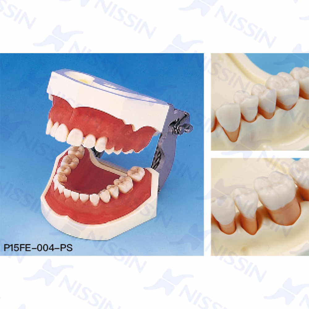 牙周外科實習(xí)用牙列模型
